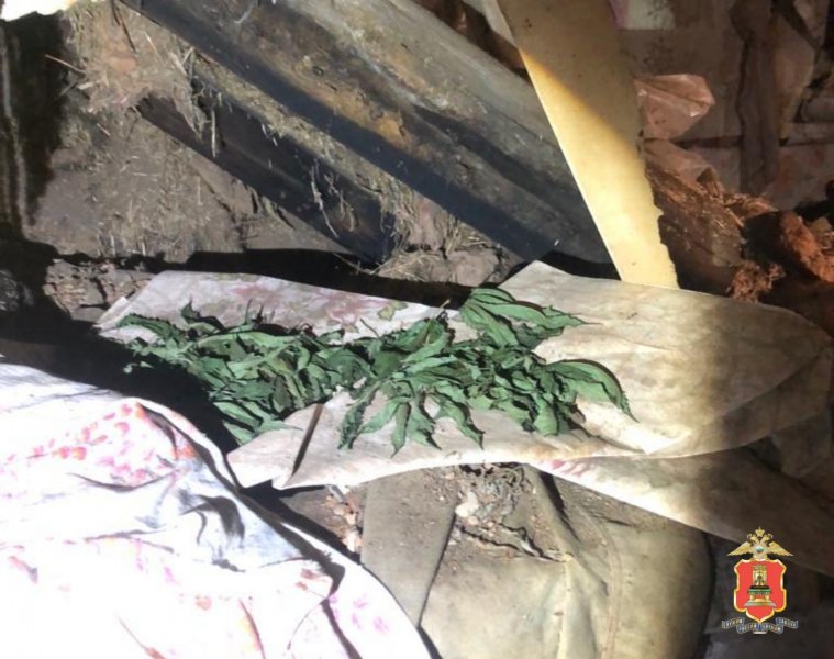 В Торжокском районе полицейские выявили факт выращивания конопли