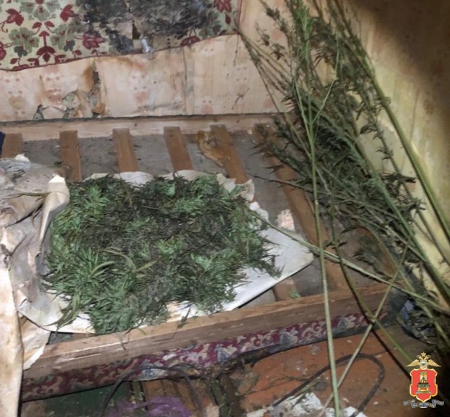 В Торжокском районе полицейские выявили факт выращивания конопли